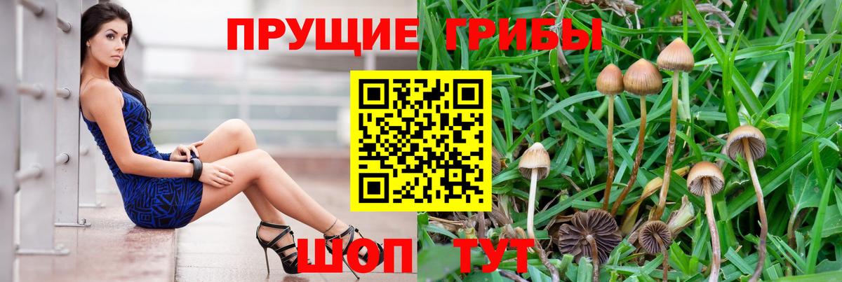 Псилоцибиновые грибы Cubensis  Галлюциногенные грибы мицелий  Мценск  Вход с VPN 